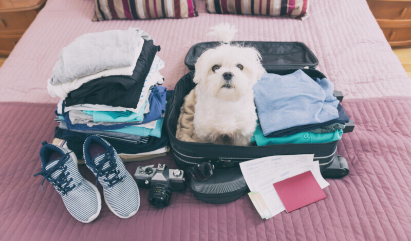 Viaggiare con animali: occhio alle regole