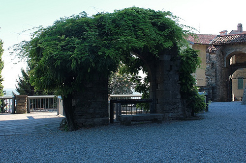 Rocca: rampicanti