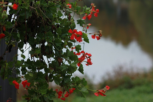 Fiori