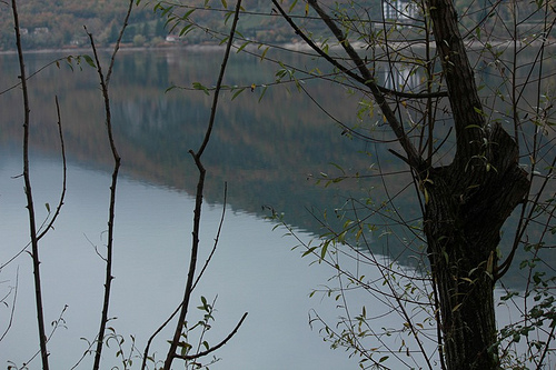 tra gli alberi