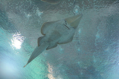 L’acquario di Valencia