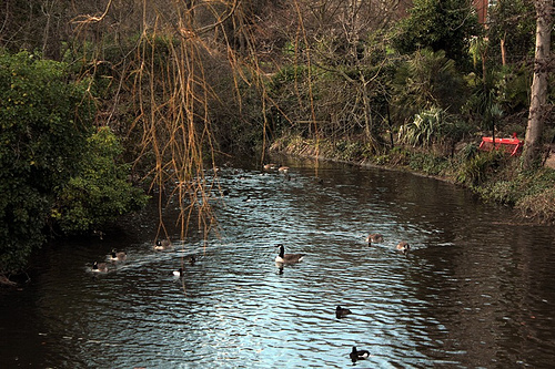 Lungo il fiume, tra gli alberi