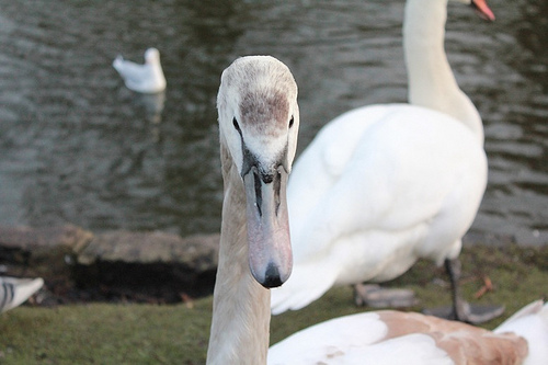 Cigno in posa