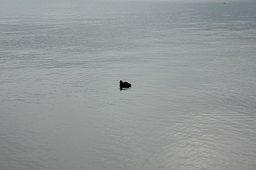Lago di Bolsena:papera