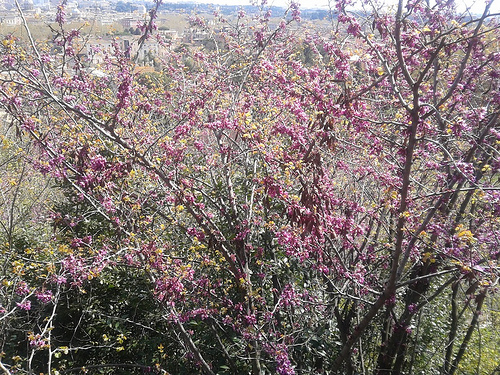 Gianicolo:le piante