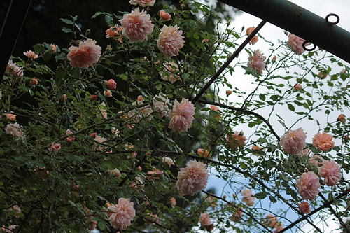 Roseto comunale: rose/rampicanti