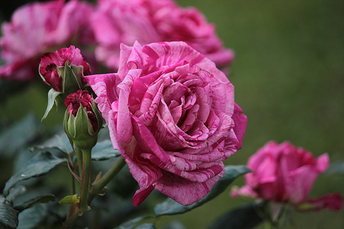 Roseto comunale: le rose