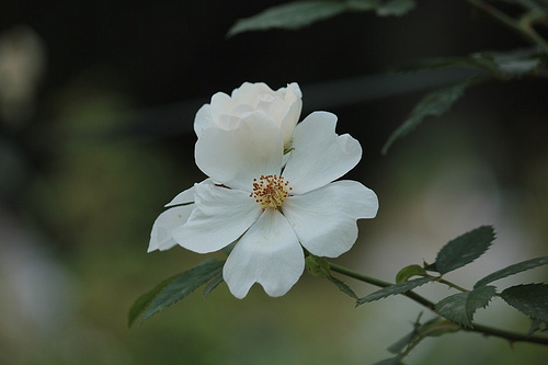 Roseto comunale: i fiori del roseto