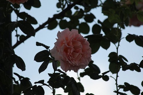 Roseto comunale: rose lungo il cancello