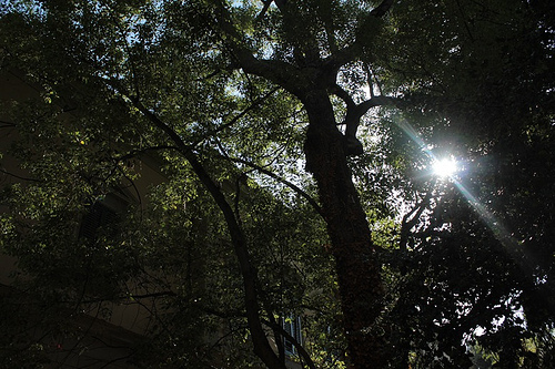 Orto botanico: tra le foglie, il sole
