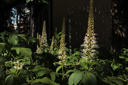 Orto botanico: fiori