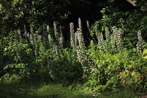 Orto botanico: fiori