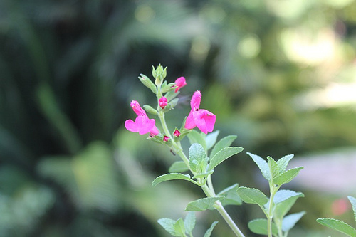Orto botanico: fiori