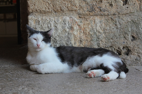Cappella di Montesiepi: micio da guardia