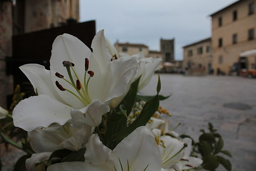 Monteriggioni: scorcio della piazza principale