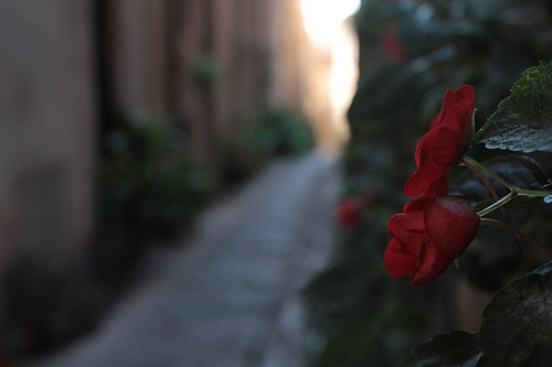 Fiori e scorci di paese