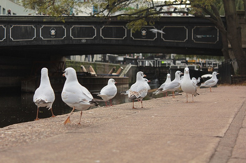 Canali di Londra: regent's canal a Camden Town