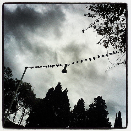 Piccioni in fila