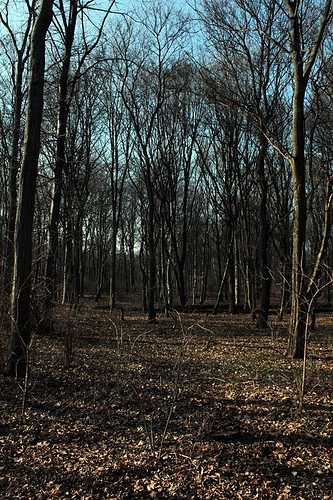 Tiergarten