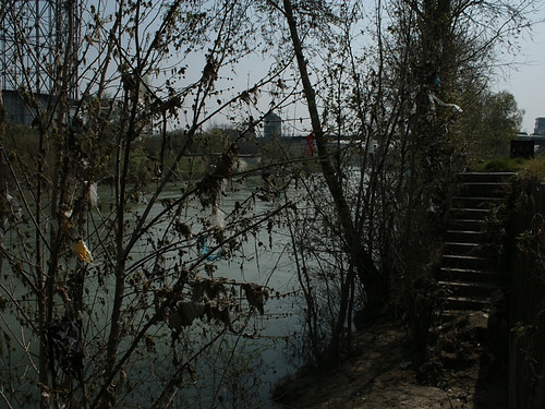 Lungotevere marconi: tevere e vegetazione