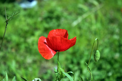 La natura del parco