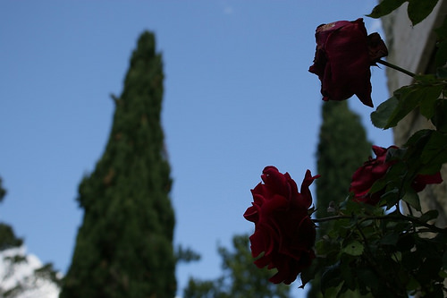 Alcuni dei tanti fiori del paese