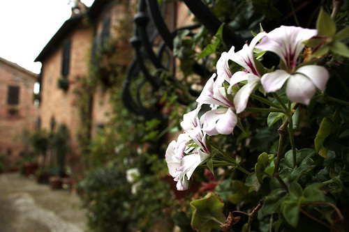 Sarnano: i fiori che ornano il paese