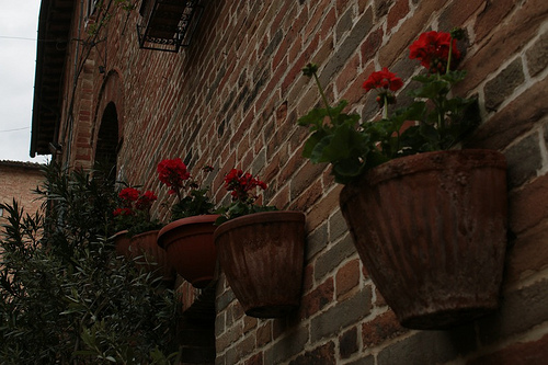 Sarnano: i fiori che ornano il paese