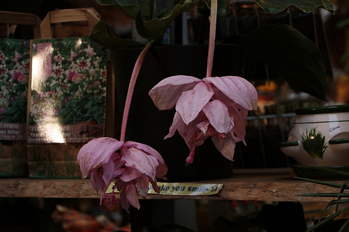 Il mercato dei fiori
