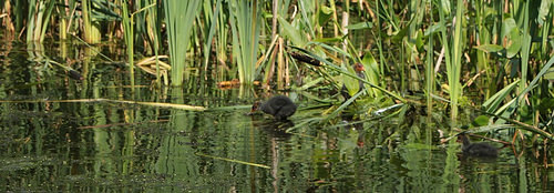 Vondelpark: anatre ed anatroccoli