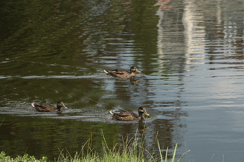 Vondelpark: anatre in formazione