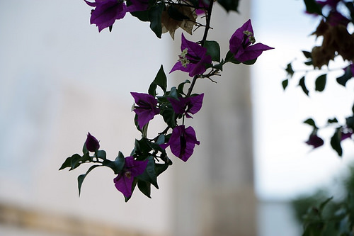 Fiori di Faro