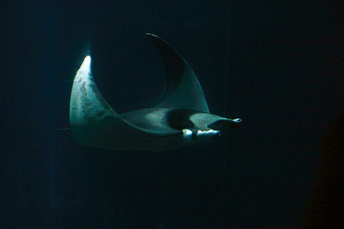 Oceanario: manta