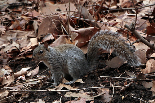 Central Park: scoiattoli