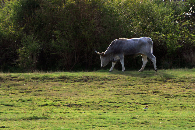 Caldara di Manziana: una delle mucche al pascolo