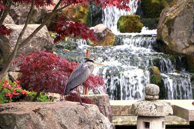 Holland Park: Kyoto garden