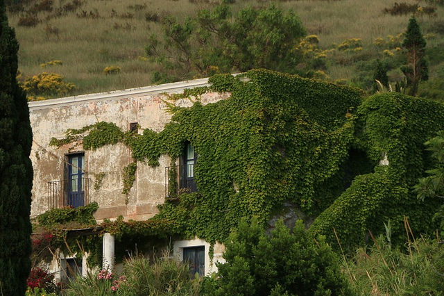 Edera strombolana