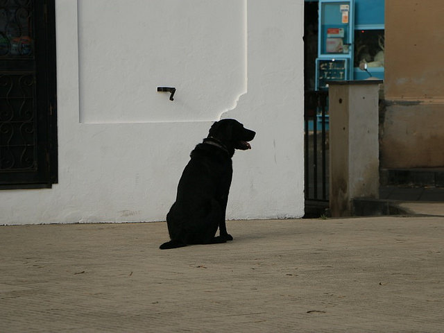 Il cane "del paese"