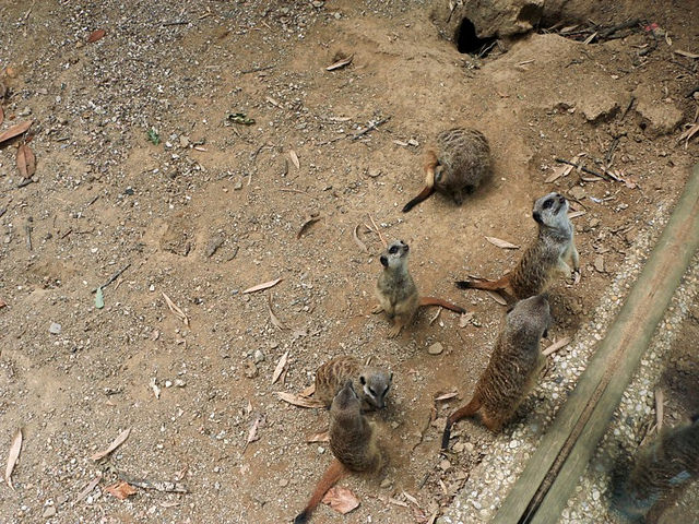 Zoo di Pistoia: i (dolcissimi) suricati