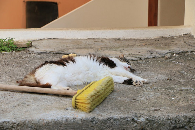 Gatti di Rinella