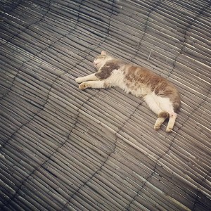 Gatto di Stromboli