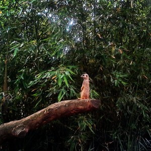 Suricato. Giardino zoologico di Pistoia