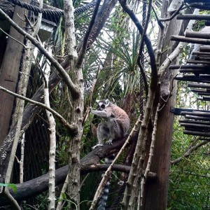 Lemure. Giardino zoologico di Pistoia