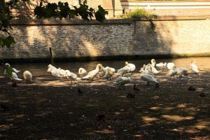 La colonia di cigni