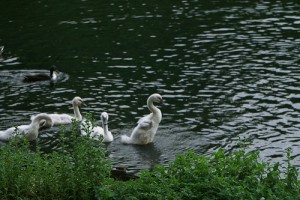 Gli animali del parco cittadino