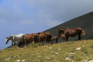Campo Imperatore: cavalli in libertà