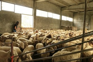 Allevamento Vannini: il gregge
