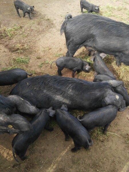 Maialino nero dei Monti Prenestini