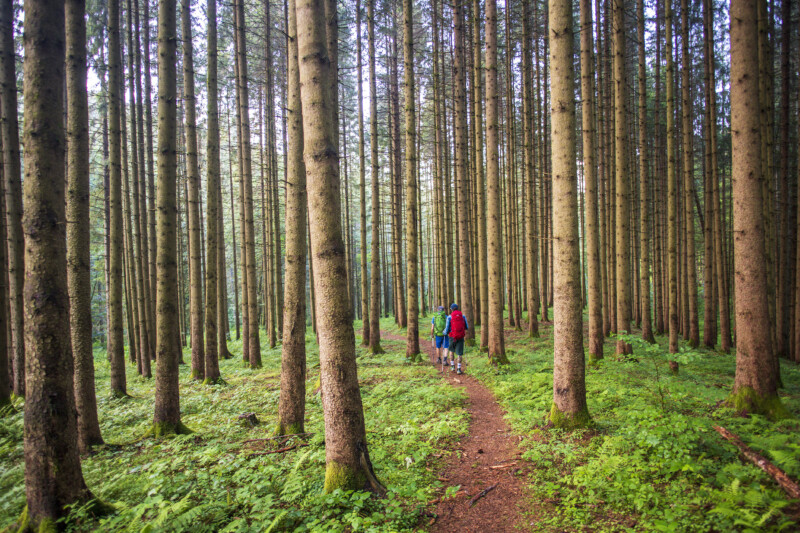 Upper Black Forest (c) GNTB, Michael Neumann