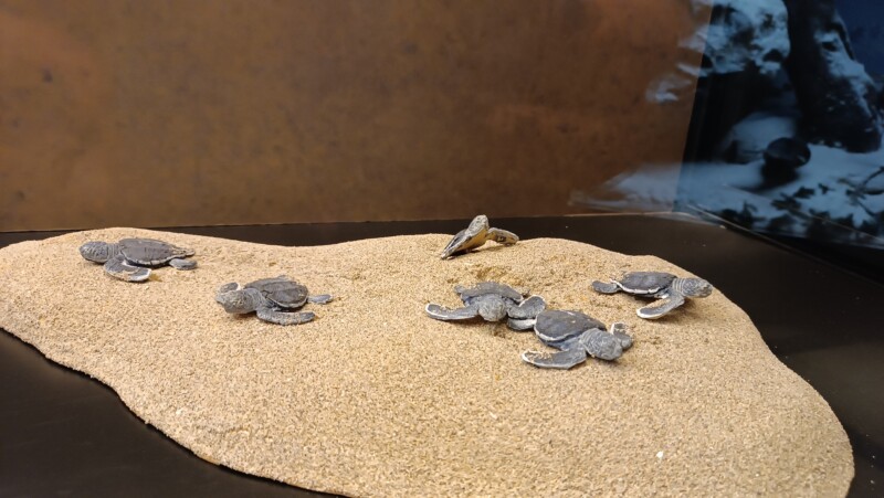 Museo civico di zoologia – musei di Roma